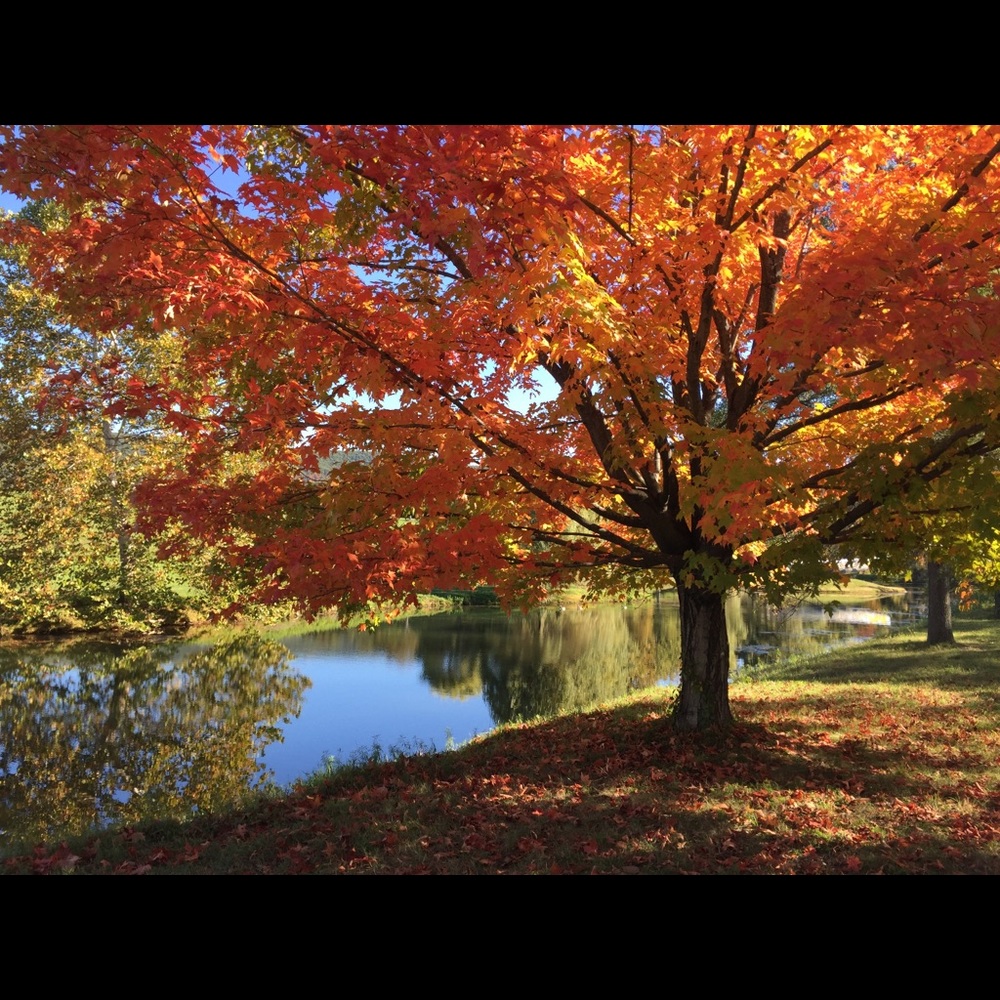 Meet your Posher, Clarissa